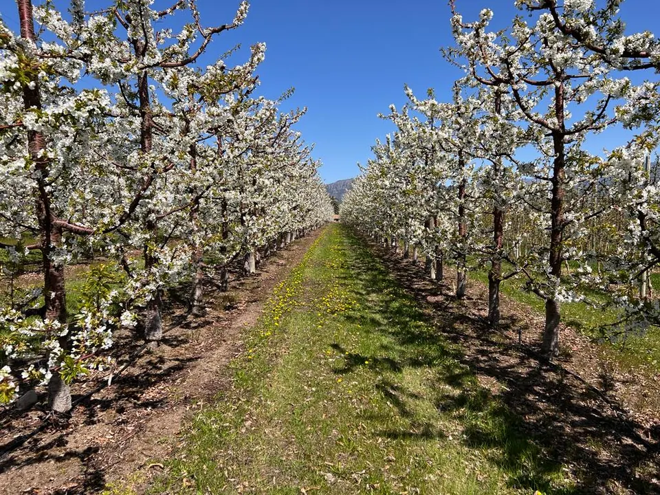 A grassy lane between rows of blossoming fruit trees